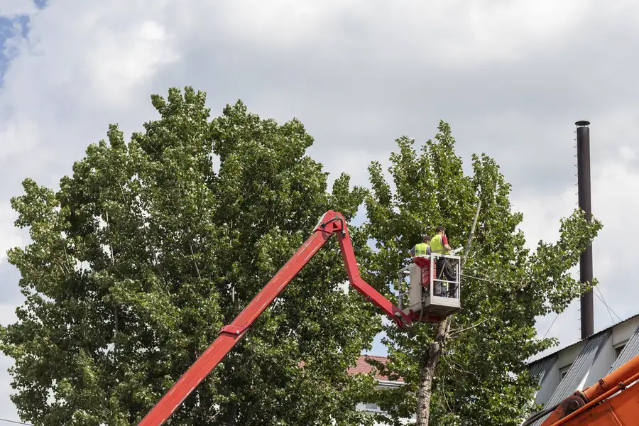Branch Removal